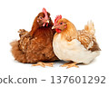 Brown hen isolated on white background. 137601292