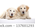 Two  young Golden Retriever dogs isolated on white background. 137601293