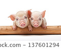 Small pink piglets isolated on white background 137601294