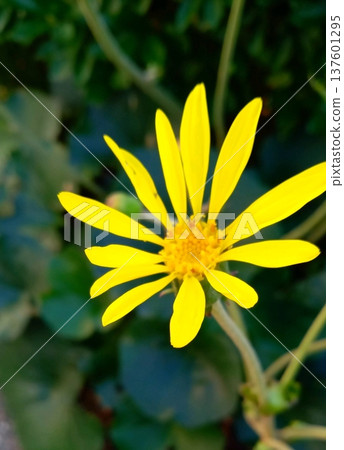 Yellow flowers of Zwabuki 137601295