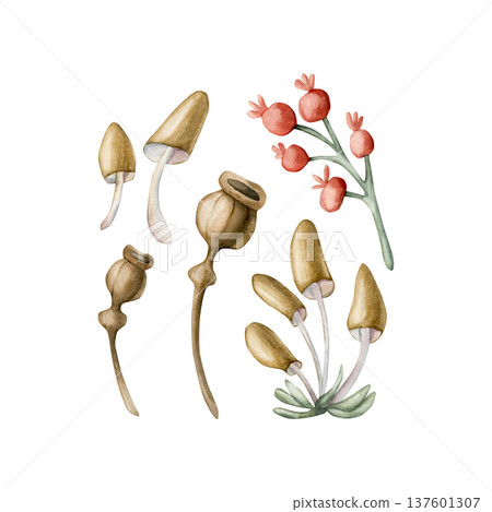 Cute small mushrooms red berries poppy boxes. Toadstool Rosehip Watercolor summer floral forest illustration hand painted isolated on white background for nursery baby kids design prints cards textile Cute small mushrooms red berries poppy boxes. Toadstool Rosehip Watercolor summer floral forest illustration hand painted isolated on white background for nursery baby kids design prints cards textile 137601307