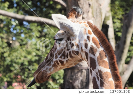 Giraffe  137601308