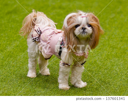 穿著可愛衣服的西施犬在綠草地上 穿著可愛衣服的西施犬在綠草地上 137601341
