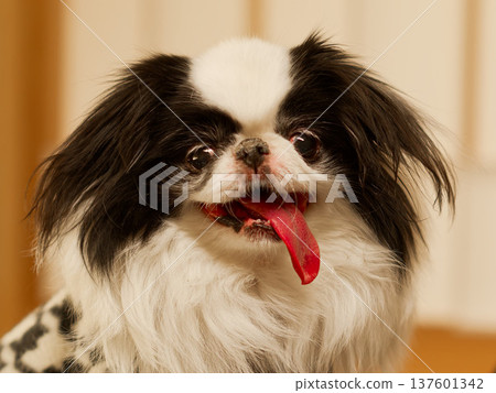 Cute Japanese Chin dog smiling with tongue out (Japanese Chin dog portrait) Cute Japanese Chin dog smiling with tongue out (Japanese Chin dog portrait) 137601342