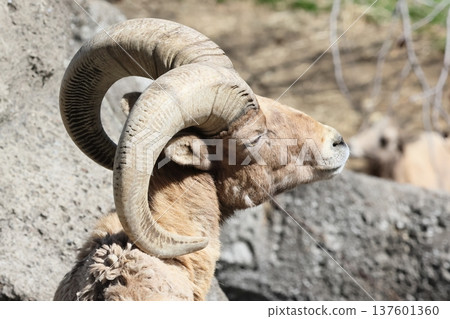 Okinawa sheep 137601360