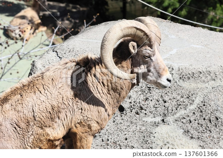 Okinawa sheep 137601366