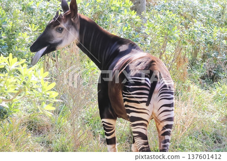 Okapi Okapi 137601412