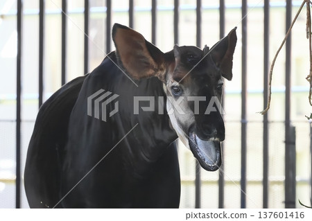 Okapi Okapi 137601416