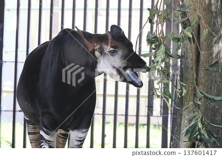 Okapi Okapi 137601417