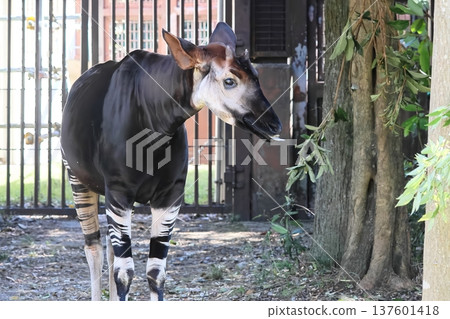 Okapi Okapi 137601418