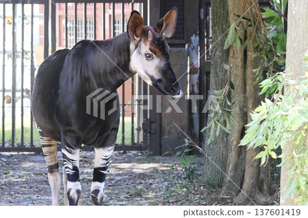 Okapi Okapi 137601419
