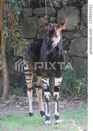 Okapi Okapi 137601422