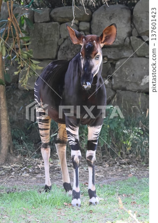 Okapi Okapi 137601423