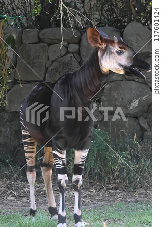 Okapi Okapi 137601424