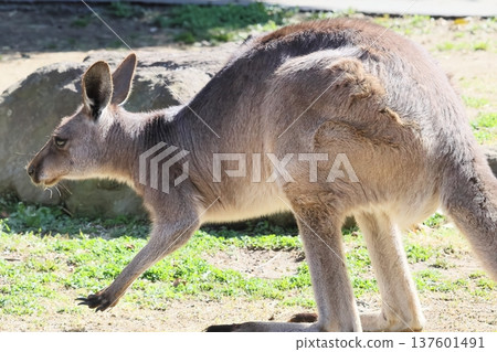 Kangaroo 137601491