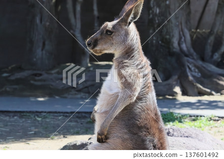 Kangaroo 137601492