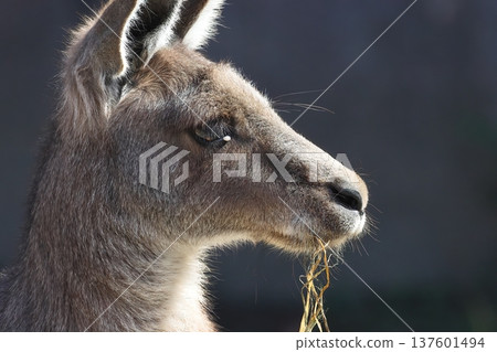 Kangaroo 137601494
