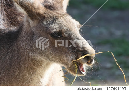 Kangaroo 137601495