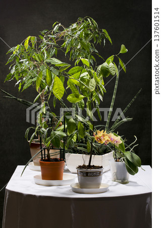 Potted houseplants on a table with a white blanket 137601514