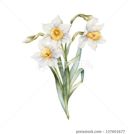 Daffodil Bouquet Spring Bulb Flowers. Watercolor hand drawn narcissus floral illustration isolated on white background for Easter Woman's day design textile fresh print card cosmetic package crockery 137601677