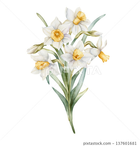 Daffodil Bouquet Spring Bulb Flowers. Watercolor hand drawn narcissus floral illustration isolated on white background for Easter Woman's day design textile fresh print card cosmetic package crockery 137601681