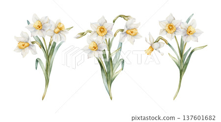 Daffodil Bouquet Set Spring Bulb Flowers. Watercolor hand drawn narcissus floral illustration isolated on white background for Easter Woman's day design textile fresh print card cosmetic package 137601682