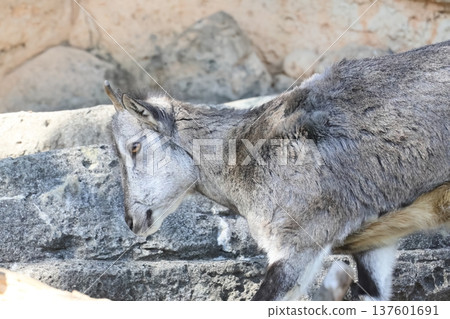 Sue Cho Varal 137601691