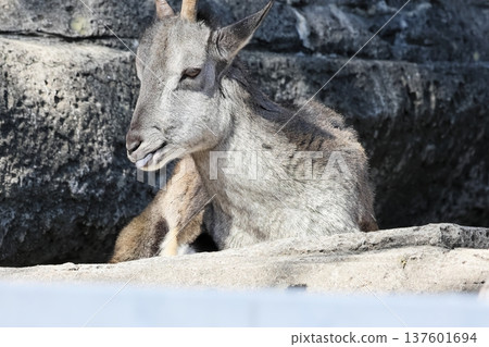 Sue Cho Varal 137601694