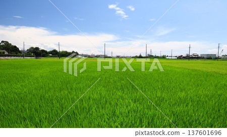 A midsummer rice field scene with rice ears beginning to form, blown by the wind 137601696