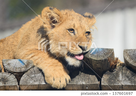 Lion cub gnawing at a tree Lion cub gnawing at a tree 137601697