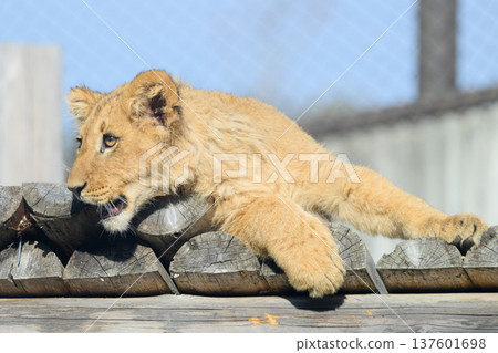 Lion cub gnawing at a tree Lion cub gnawing at a tree 137601698