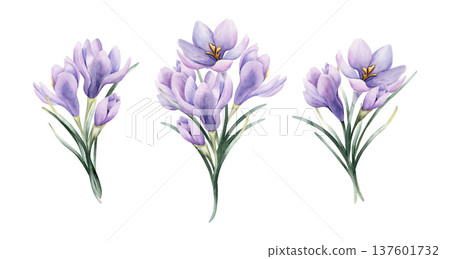 Crocus Bouquet Set Spring Bulb Flower. Watercolor hand drawn floral illustration isolated on white background for Easter Woman's day design home textile fresh fabric print card cosmetic package Crocus Bouquet Set Spring Bulb Flower. Watercolor hand drawn floral illustration isolated on white background for Easter Woman's day design home textile fresh fabric print card cosmetic package 137601732