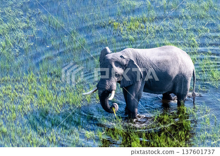Aerial View of an African Elephant Aerial View of an African Elephant 137601737