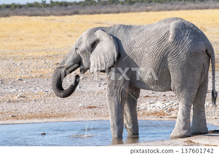 African Elephant drinking at a waterhole 137601742