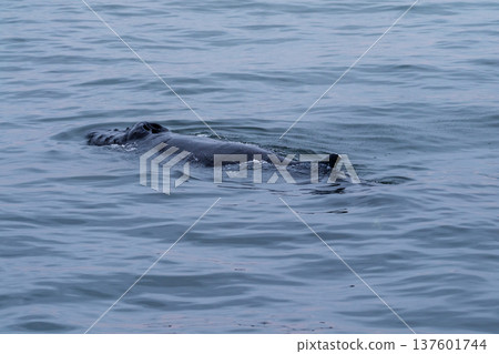 Whale surfacing in Walvis Bay Whale surfacing in Walvis Bay 137601744