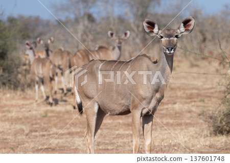 Kudu in Chobe national park 137601748