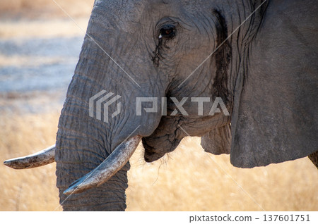 Close-up of an African Elephant Close-up of an African Elephant 137601751