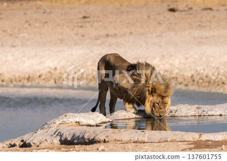Lion in Etosha Lion in Etosha 137601755