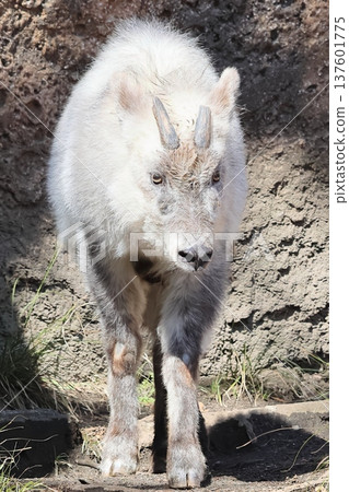 日本血統 137601775