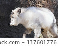 Japanese serow 137601776