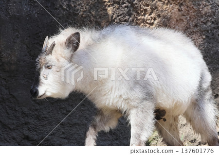 日本血統 137601776