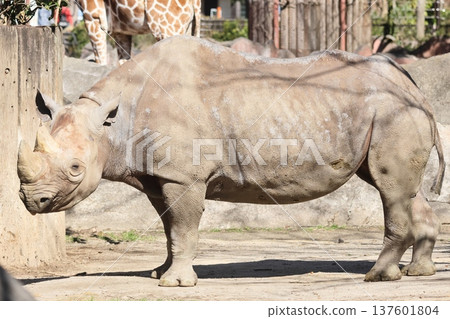 Japanese cypress 137601804