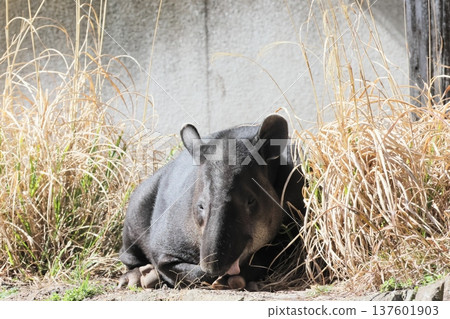 鬍子巴庫 137601903