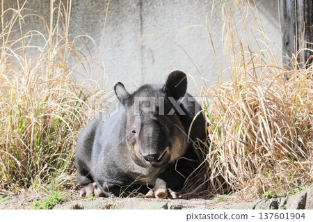 鬍子巴庫 137601904