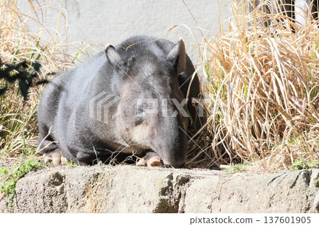 鬍子巴庫 137601905