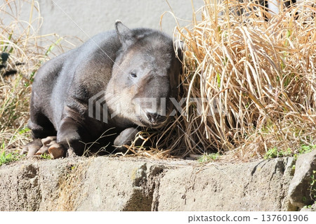 Beard baku 137601906