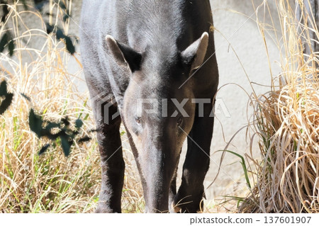 鬍子巴庫 137601907