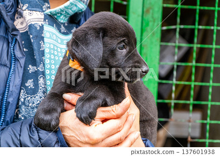 Puppy little dog in hands 137601938