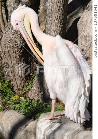 Pelican Pelican 137601941