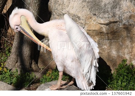 Pelican Pelican 137601942